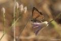 Plebejus modicus (Anadolu Esmergözü)